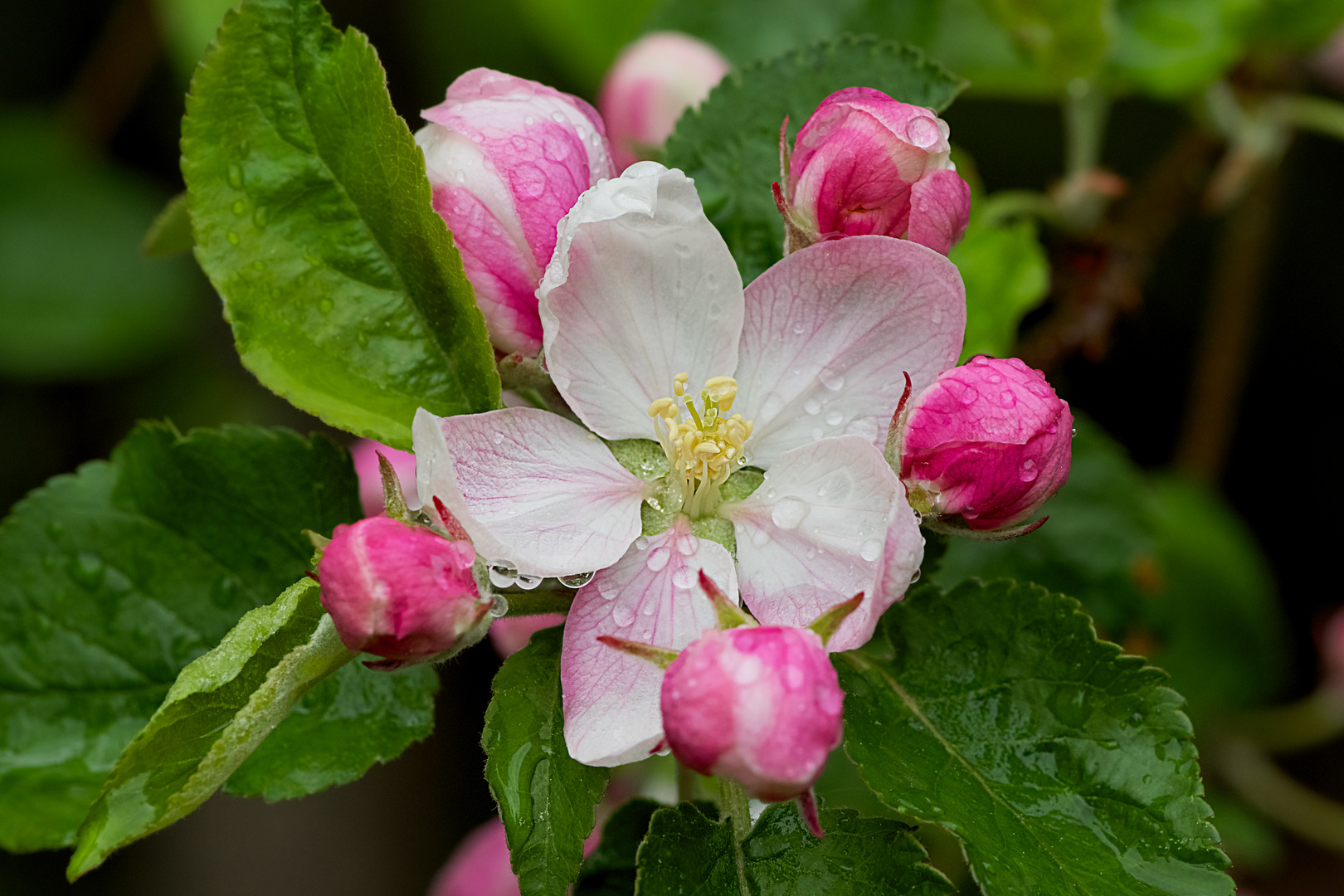 Frühling