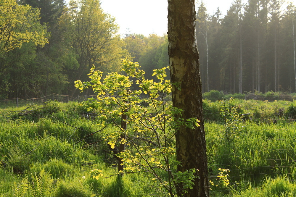 Frühling!