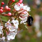 Frühling