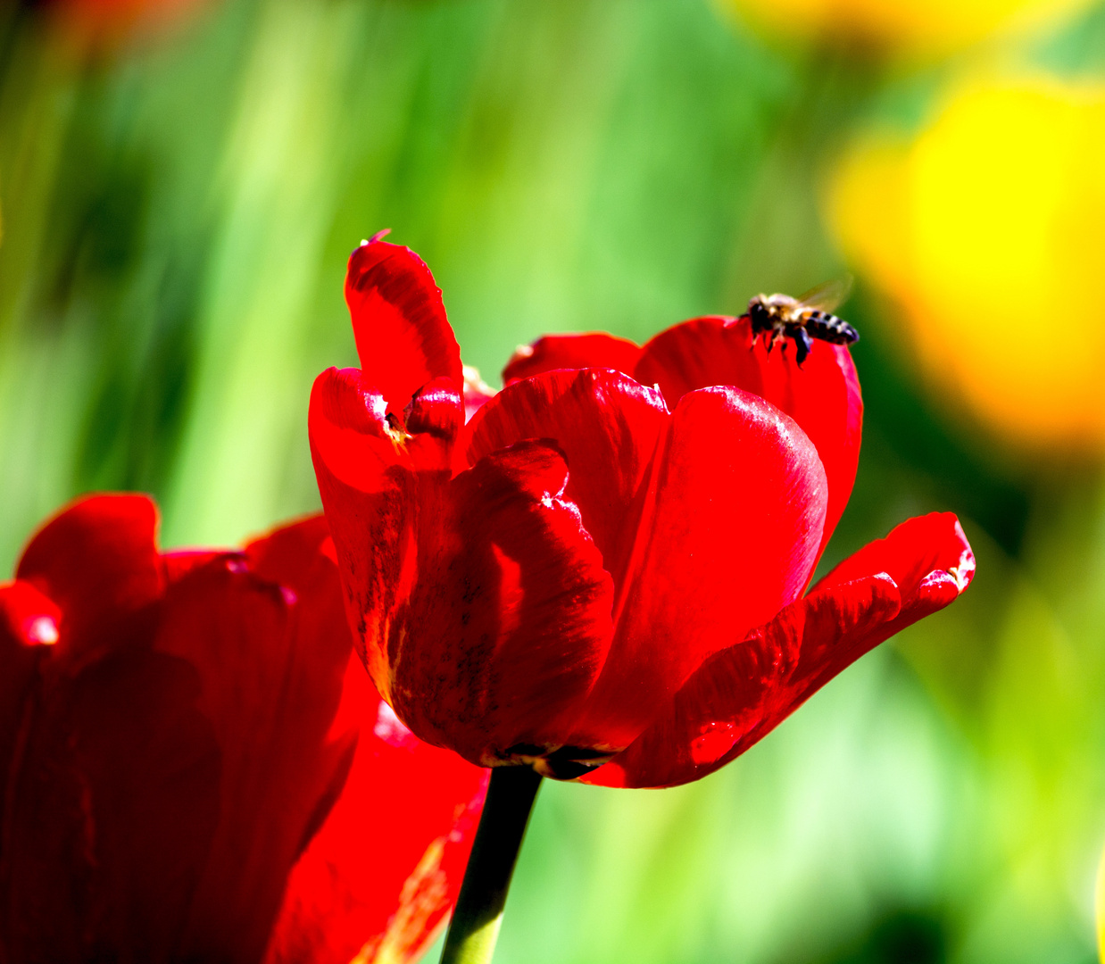 Frühling:-)