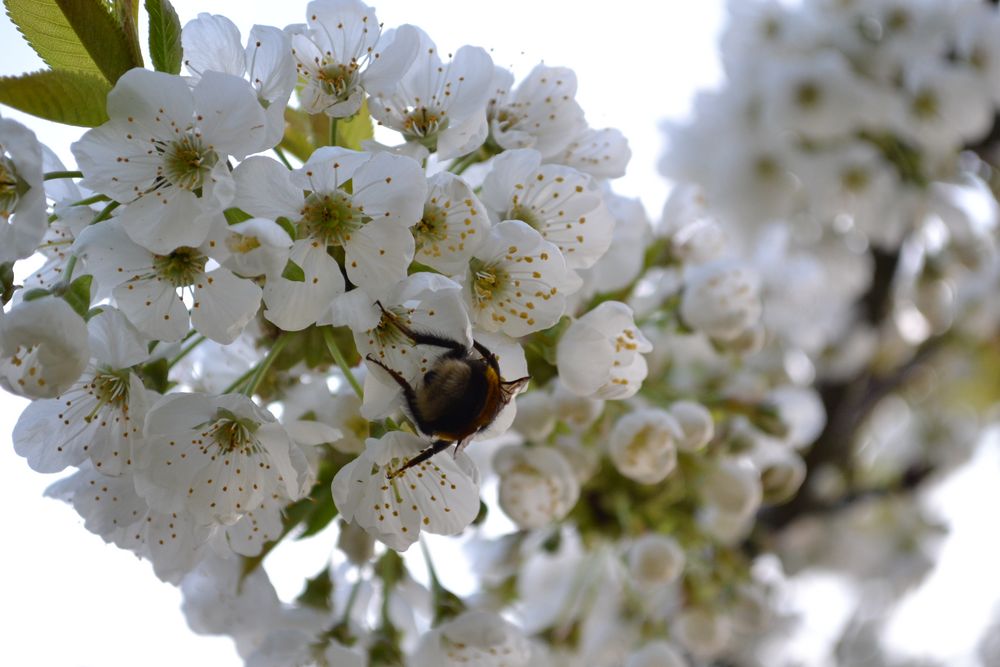 Frühling von Vivi 96 