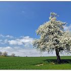 Frühling