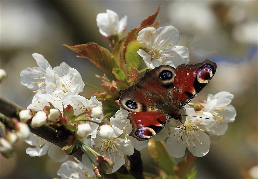 Frühling