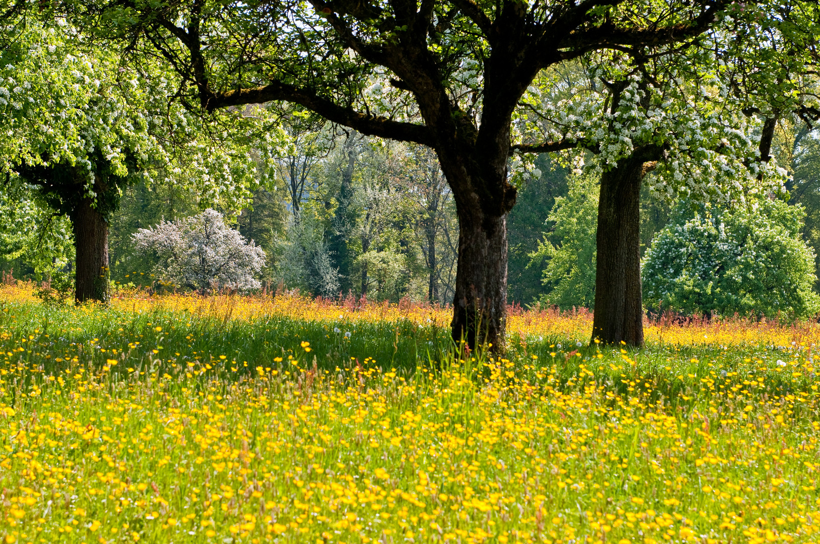 Frühling #4