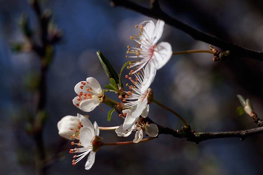 Frühling, -4