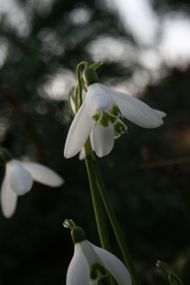 Frühling 4