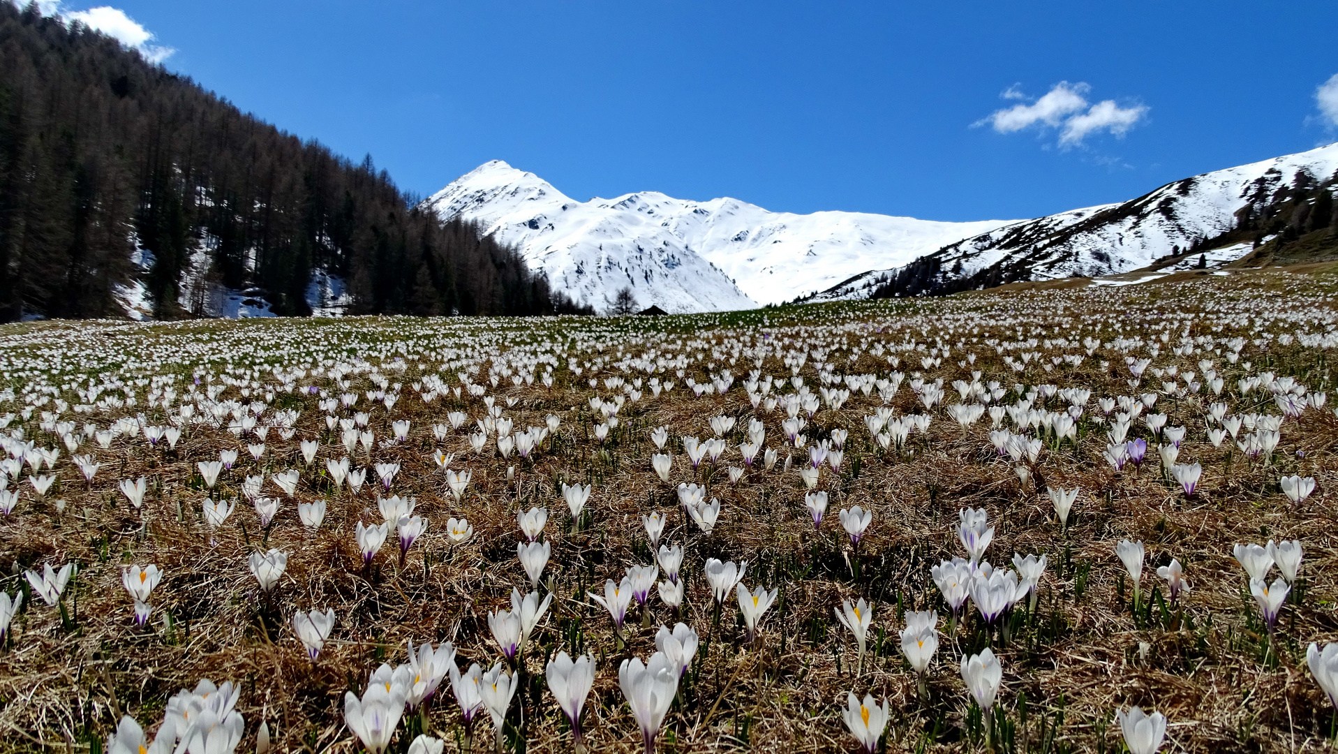 Frühling 4