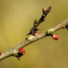 Frühling 4 Aprikosentriebe