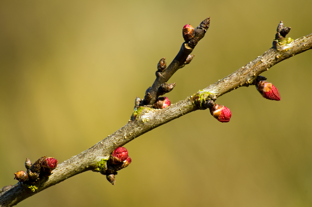 Frühling 4 Aprikosentriebe