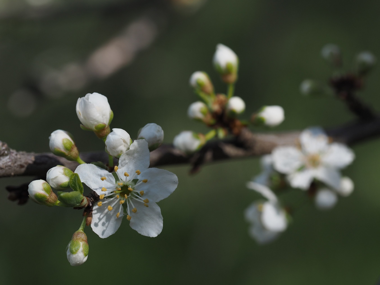 Frühling 4