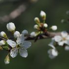 Frühling 4