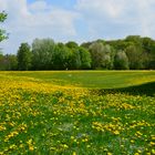 Frühling (4) in der Hirschau/Englischer Garten, München