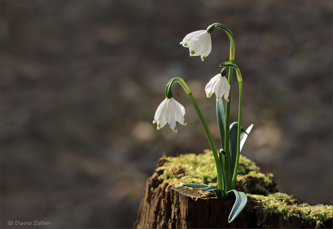 Frühling