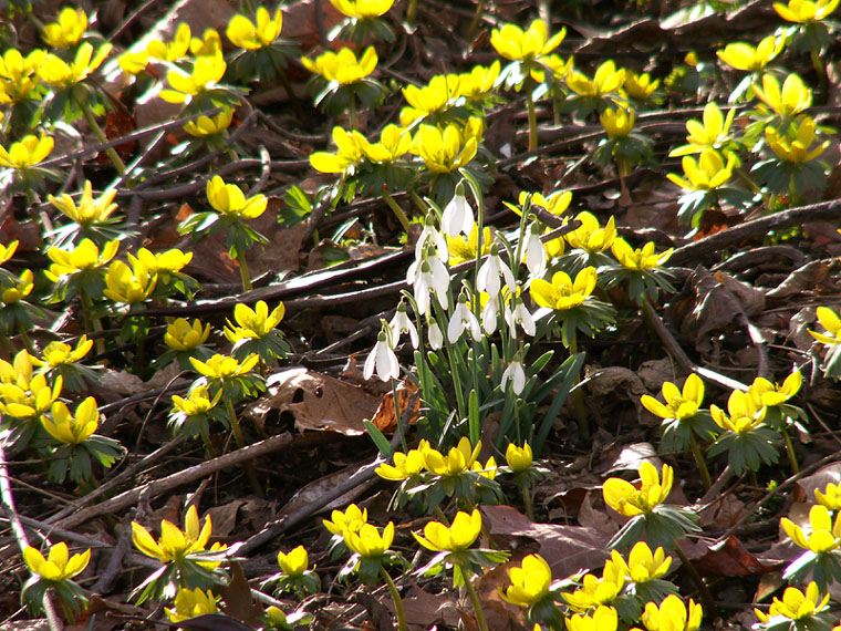 Frühling...