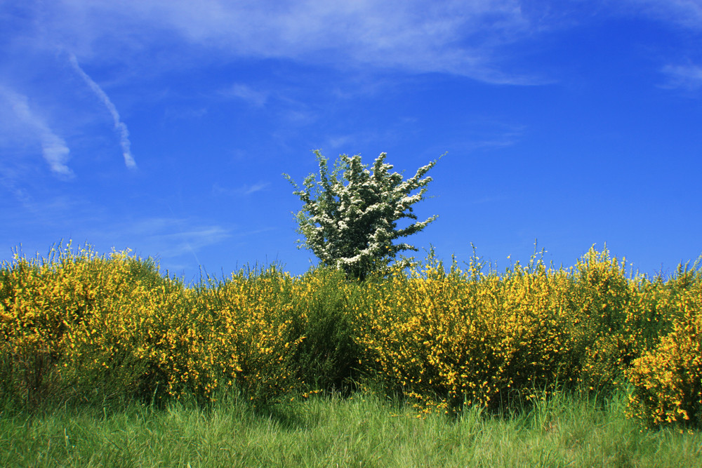 Frühling