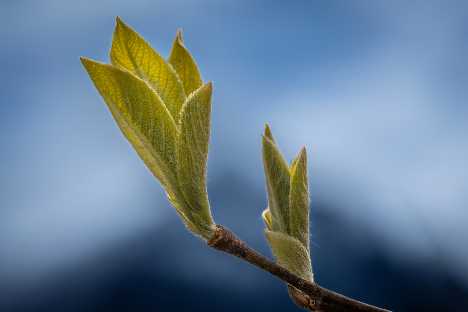 Frühling