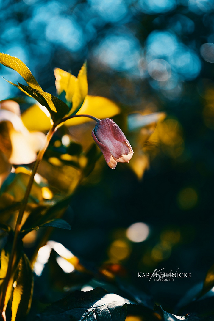 Frühling 