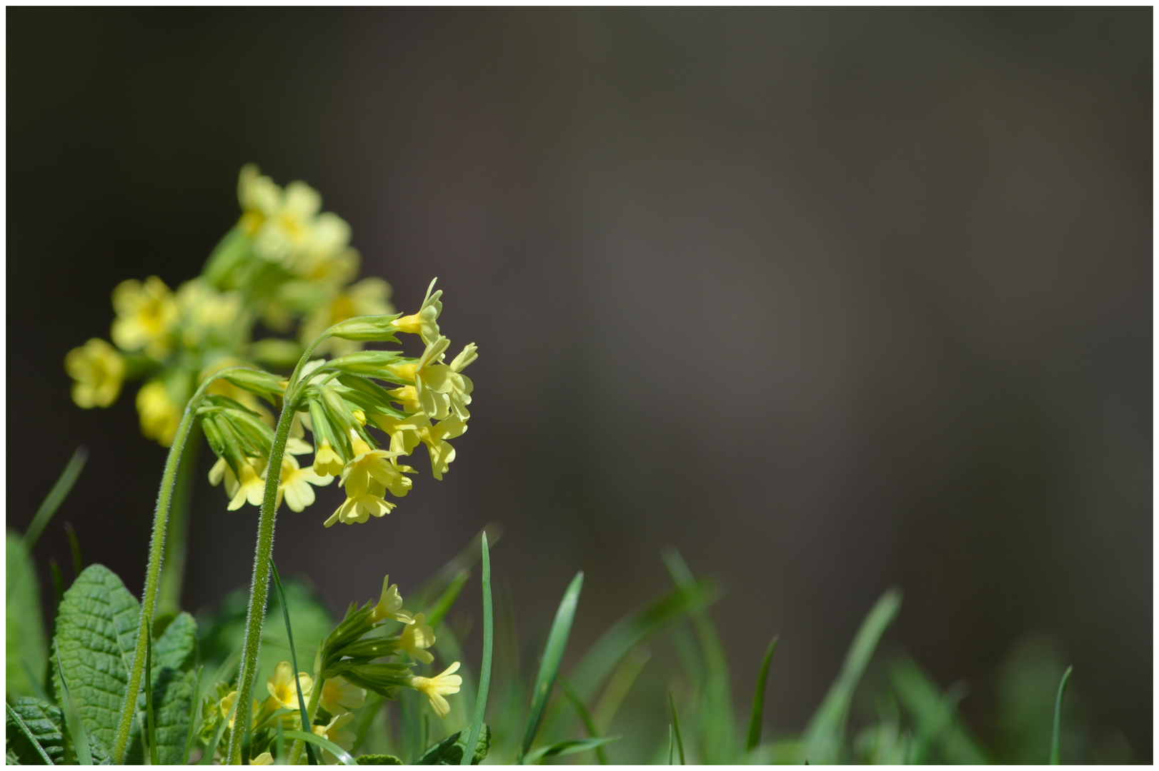 Frühling