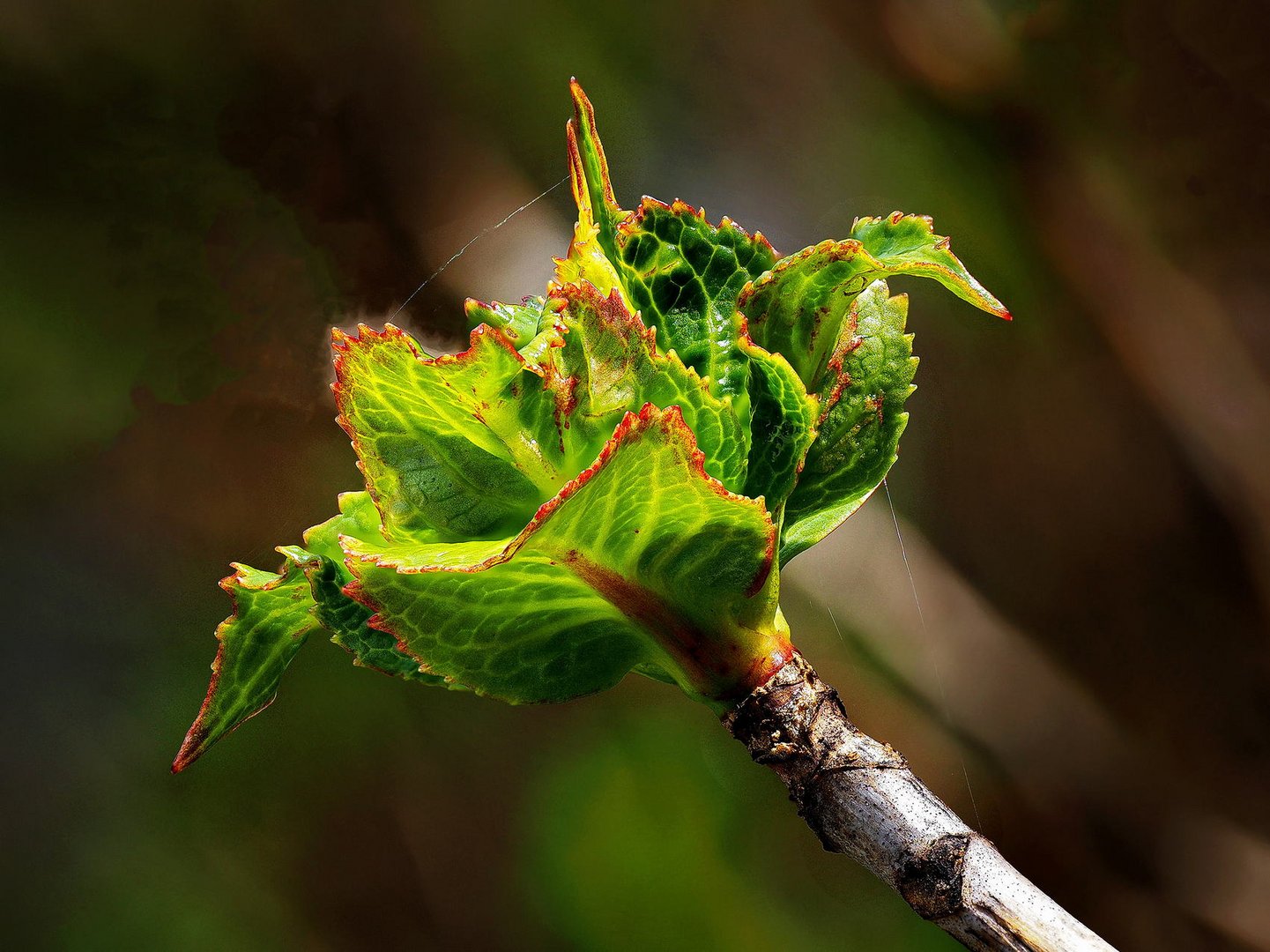 Frühling