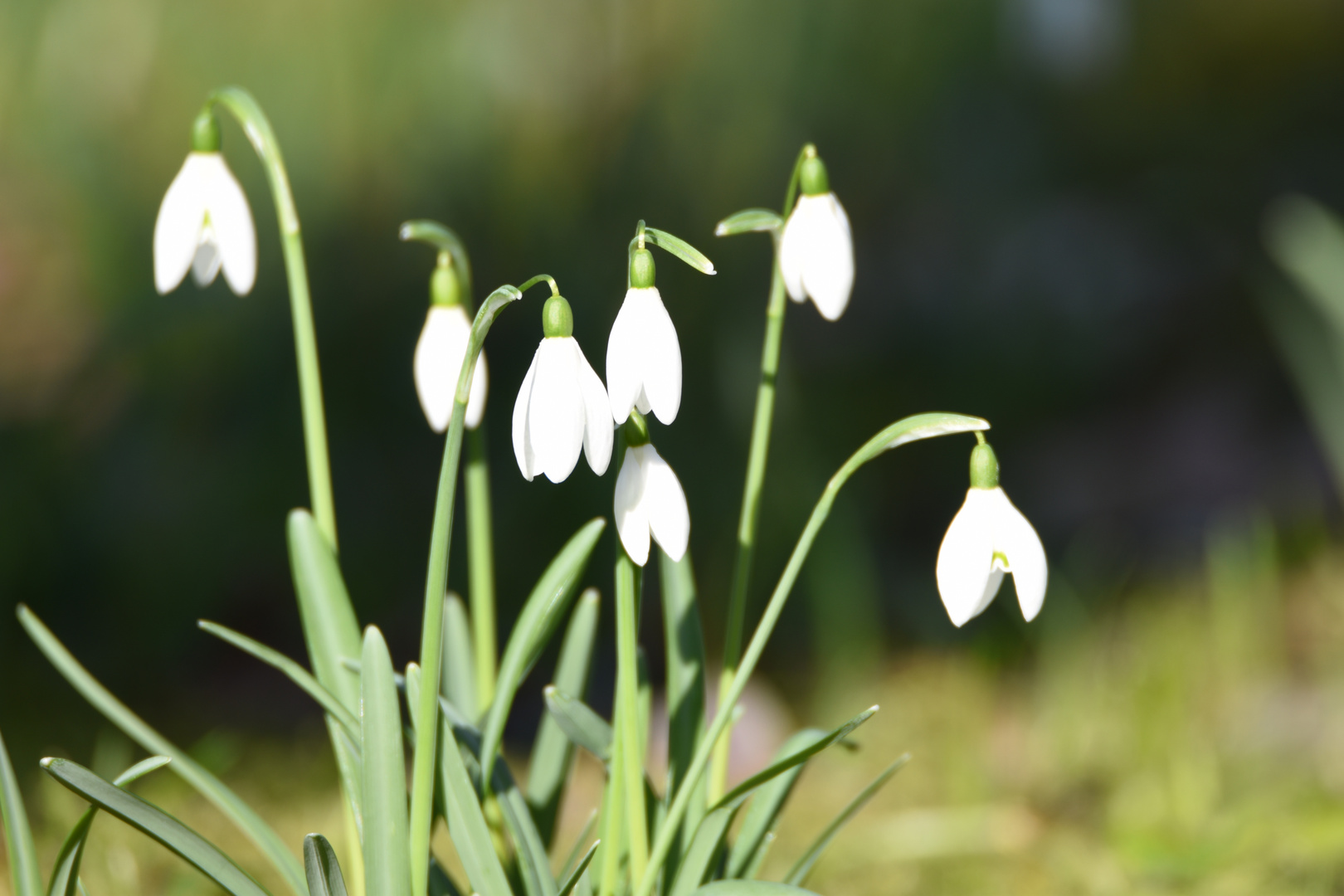 Frühling...