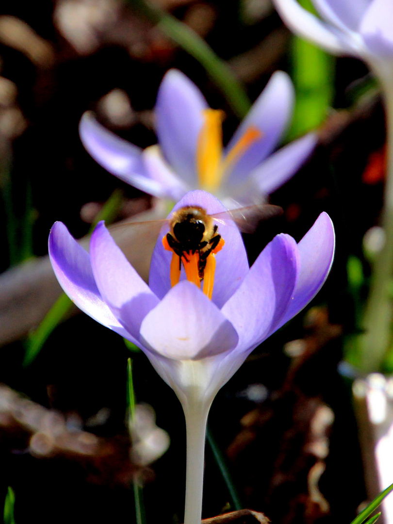 Frühling