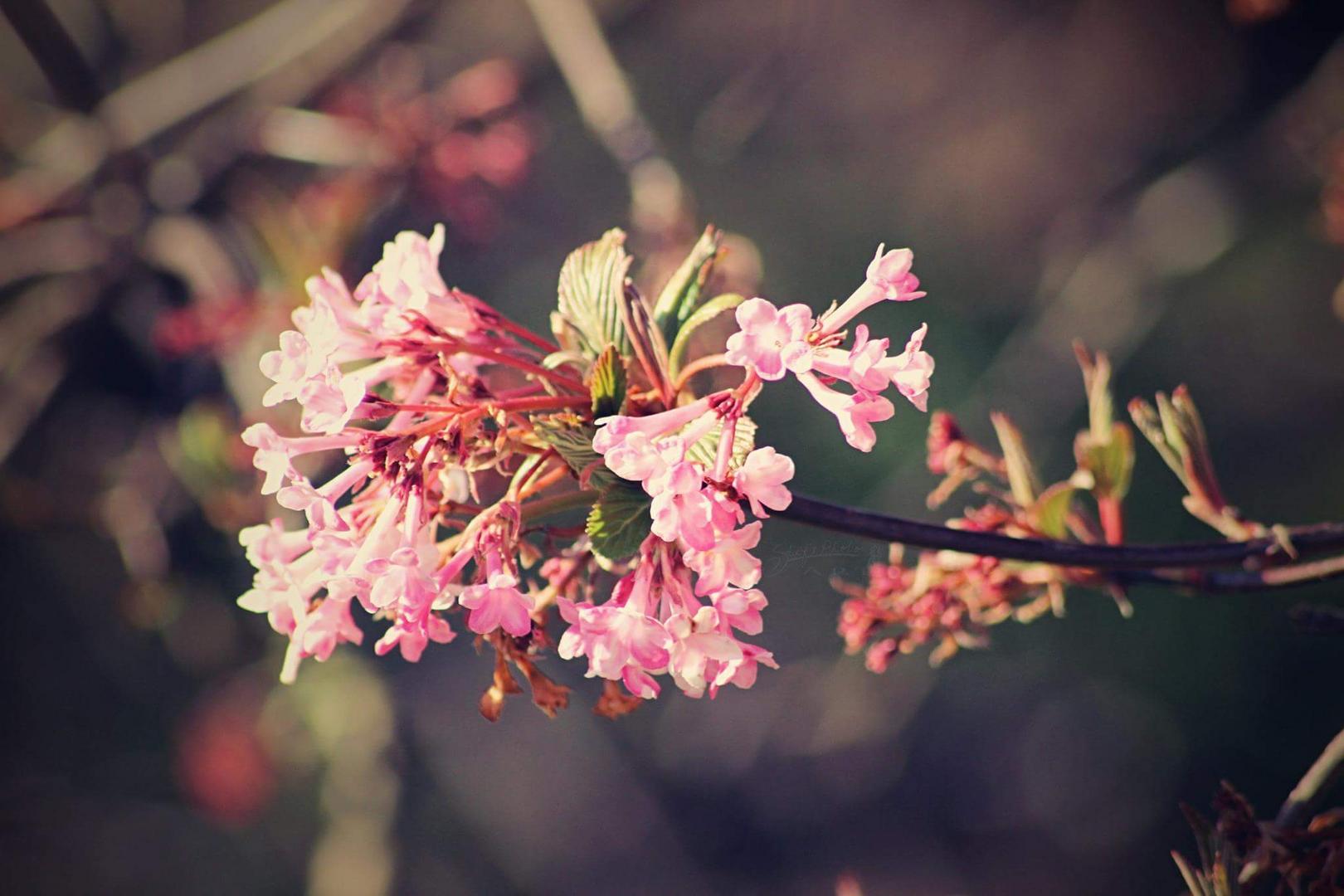 Frühling