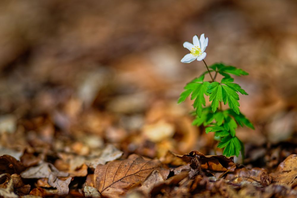 Frühling