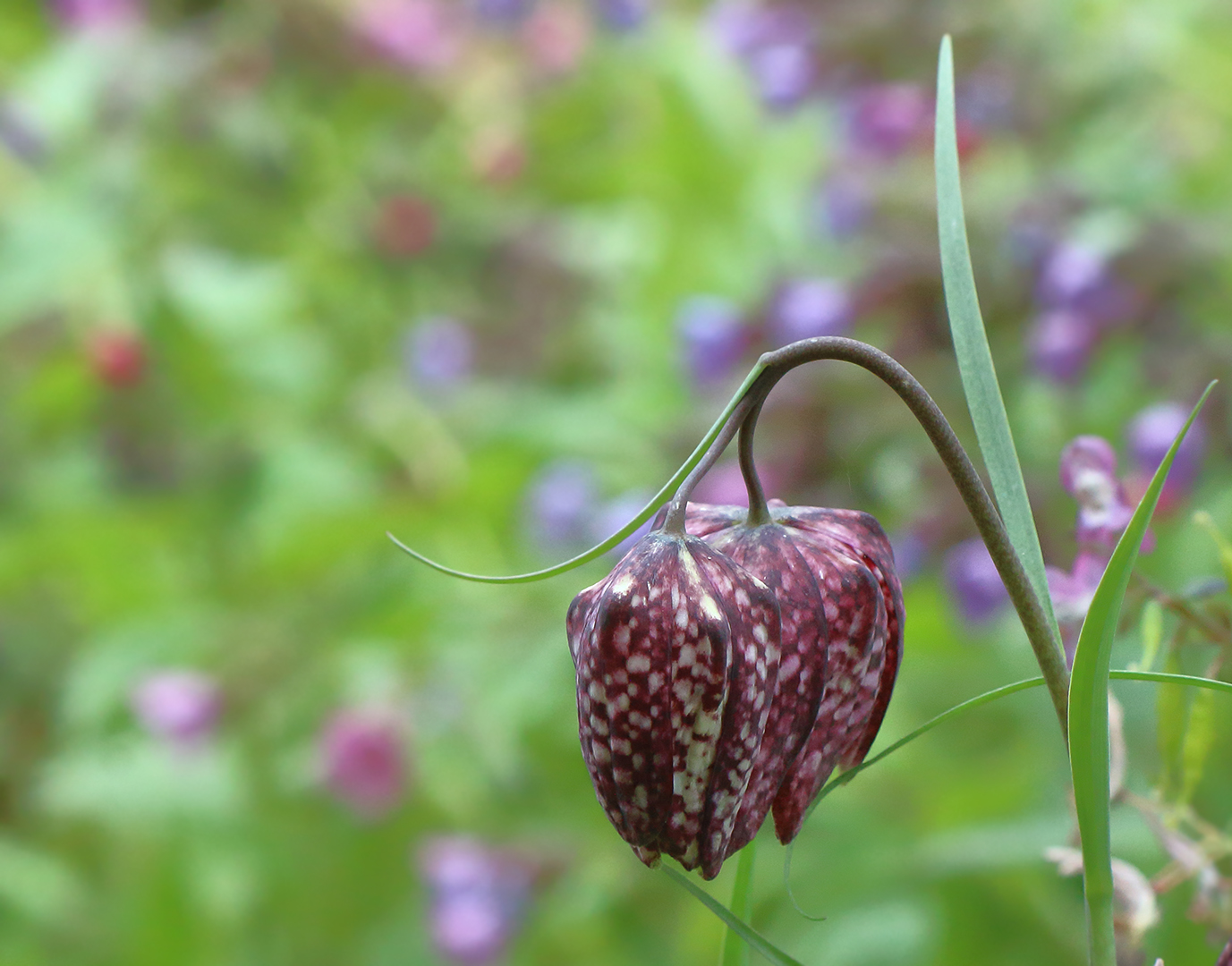 Frühling