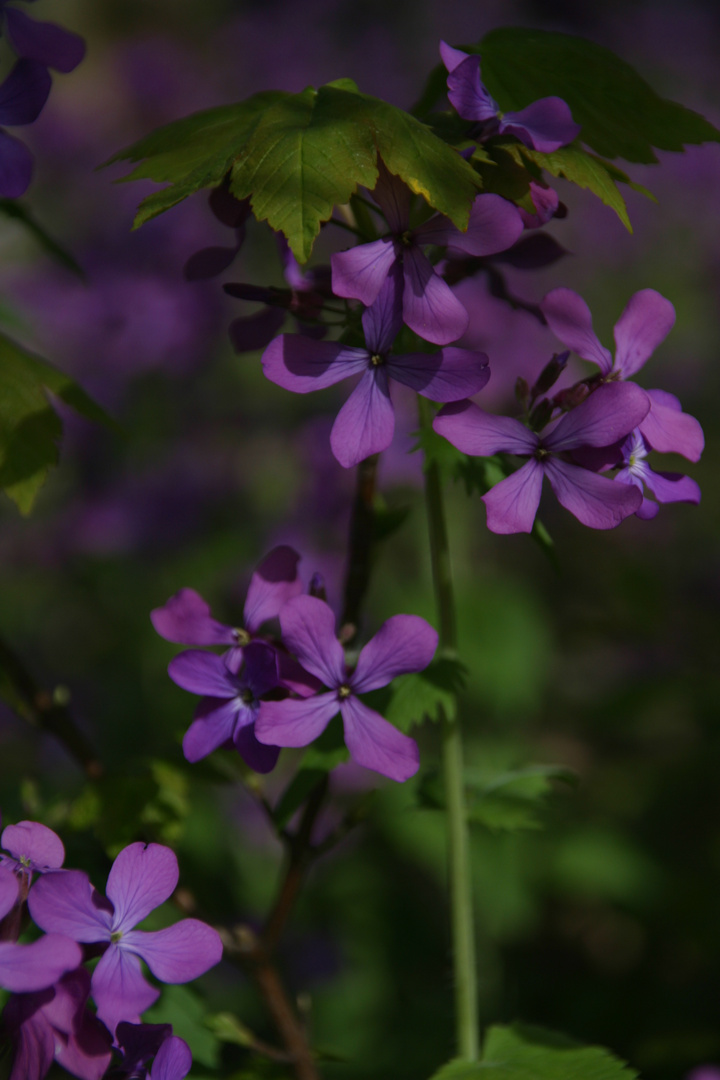 Frühling