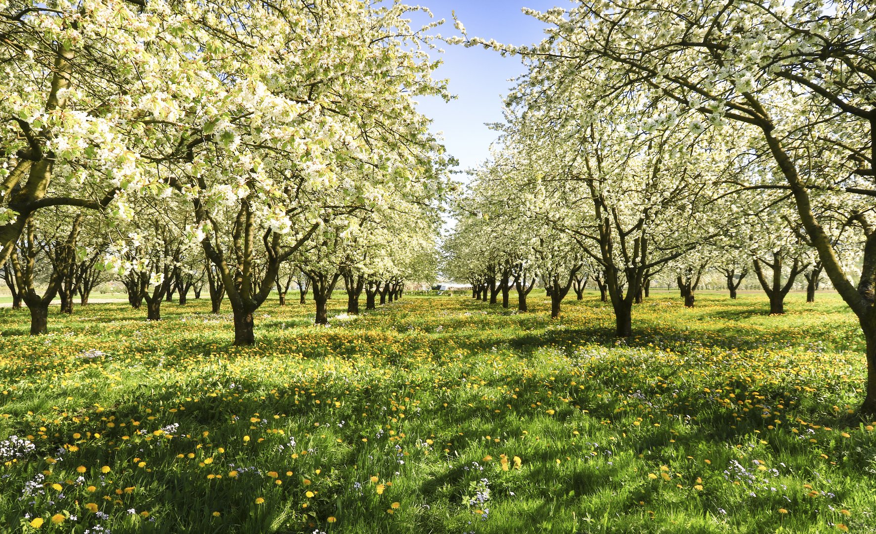 Frühling