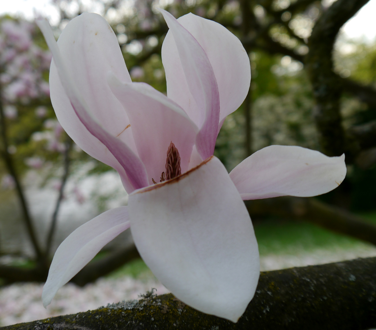 Frühling