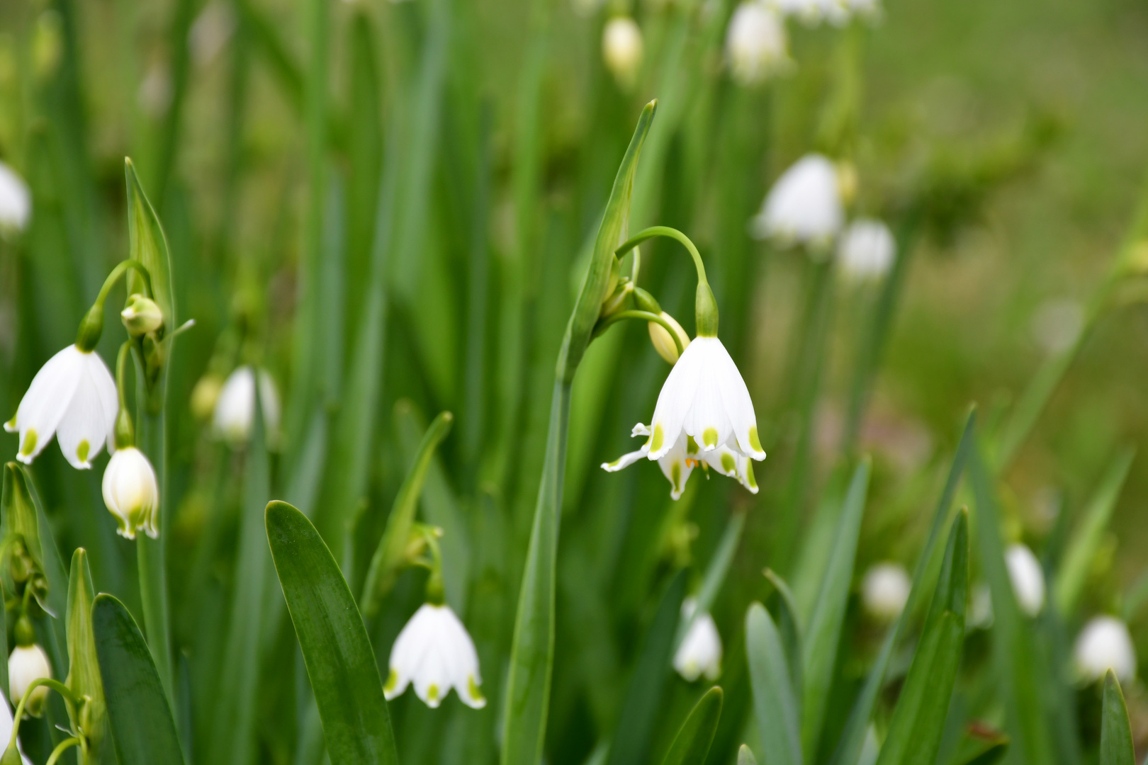 Frühling