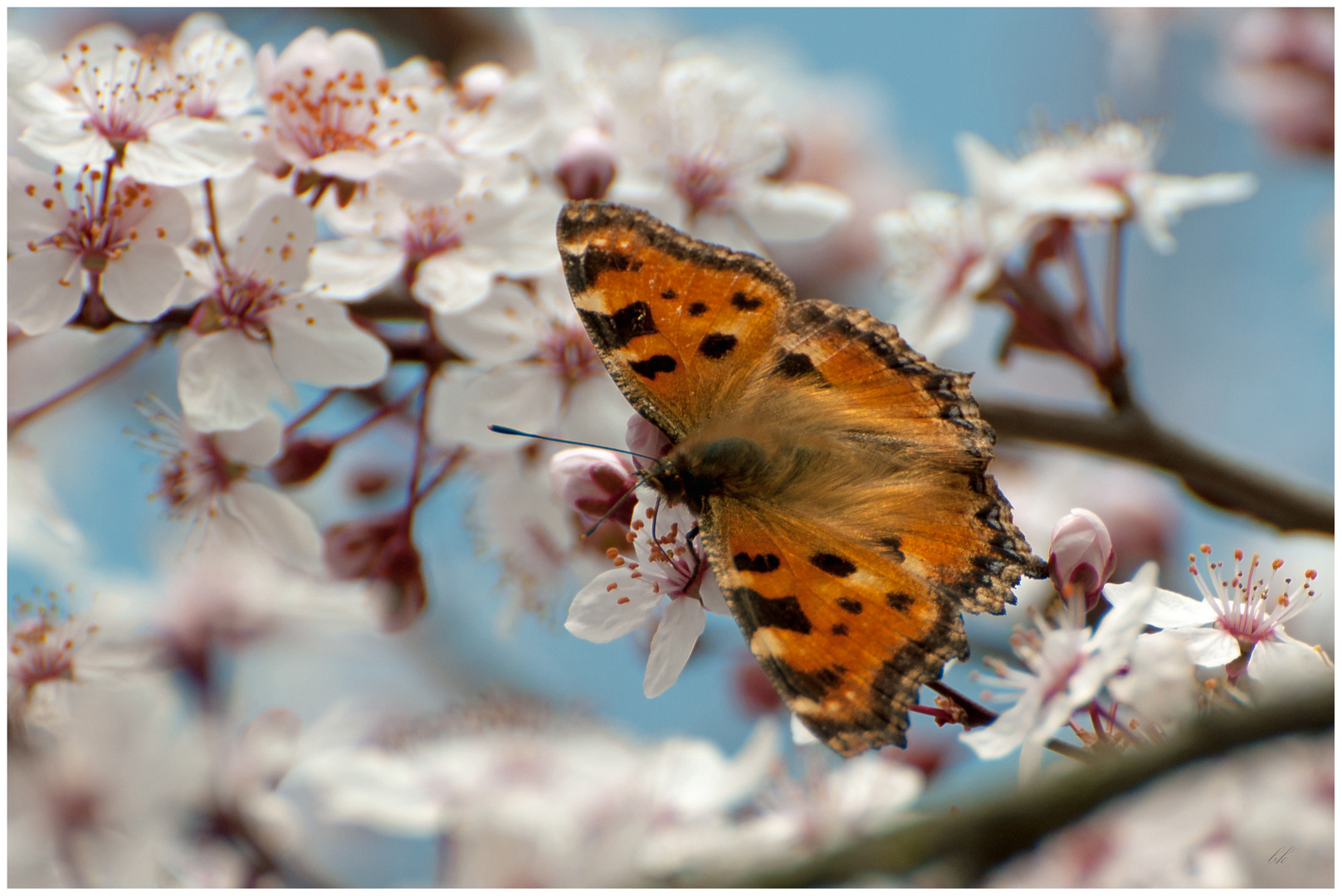 Frühling