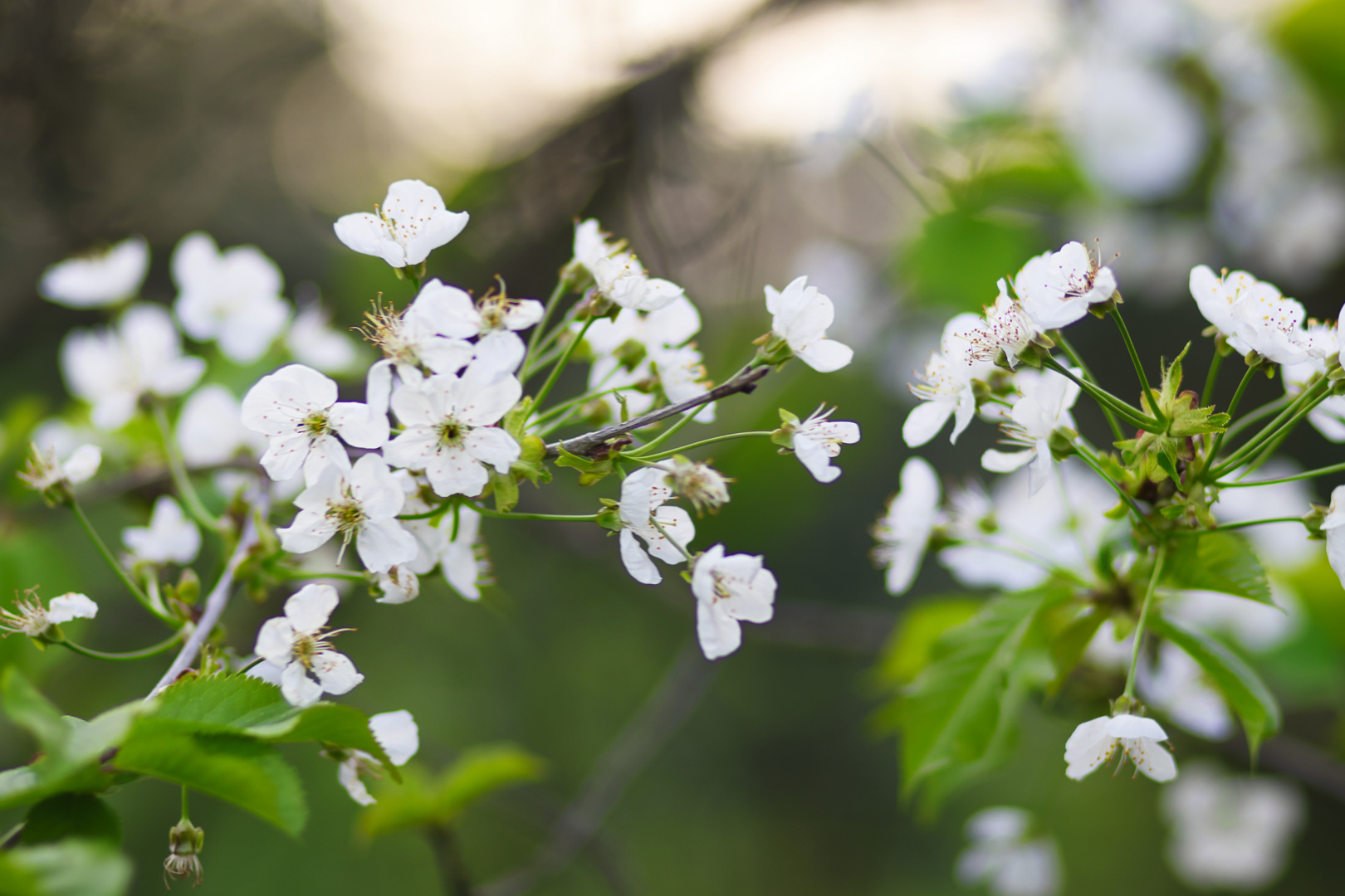 Frühling