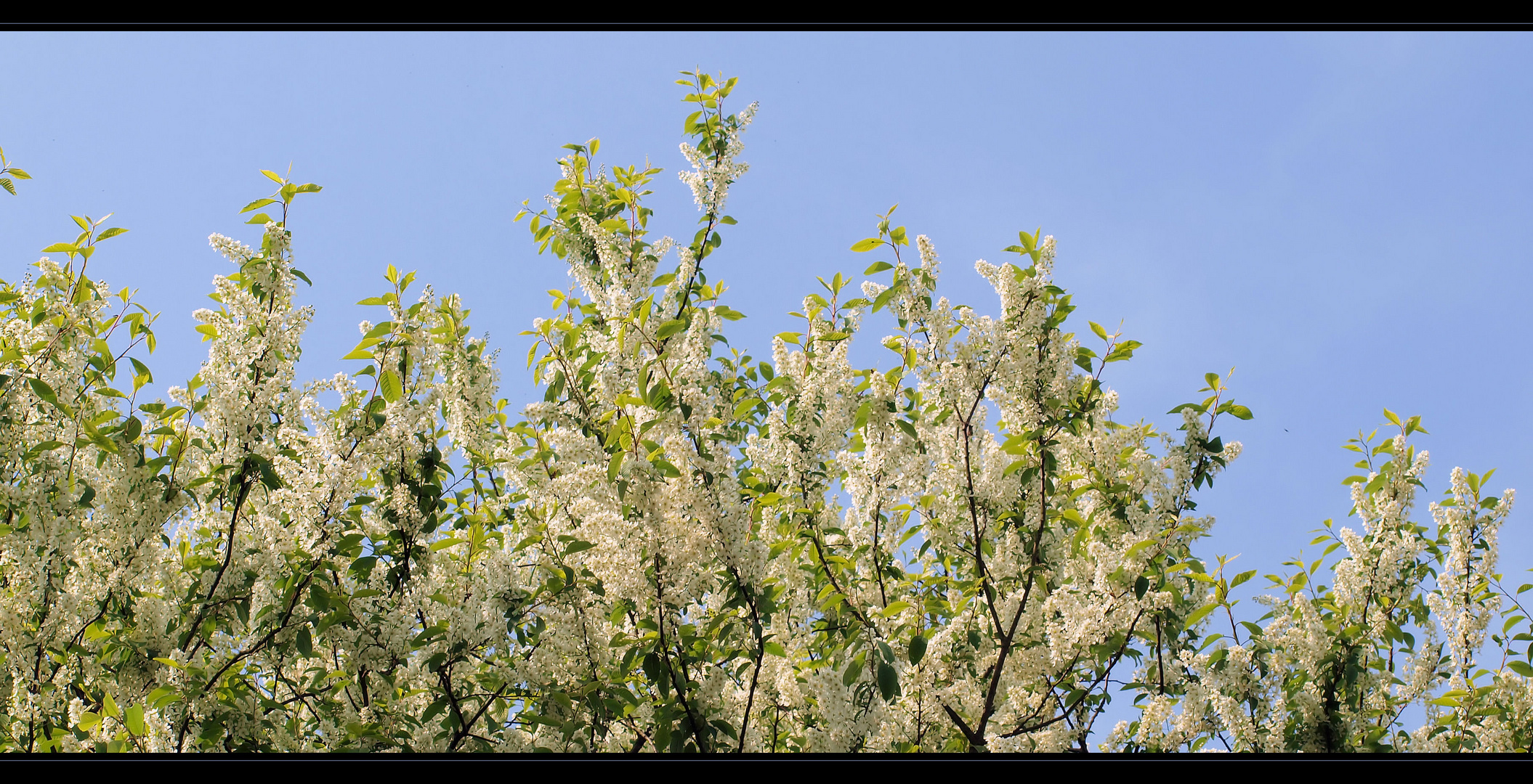 Frühling....