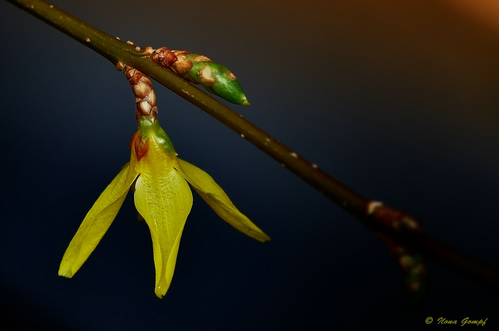 ~ Frühling ~