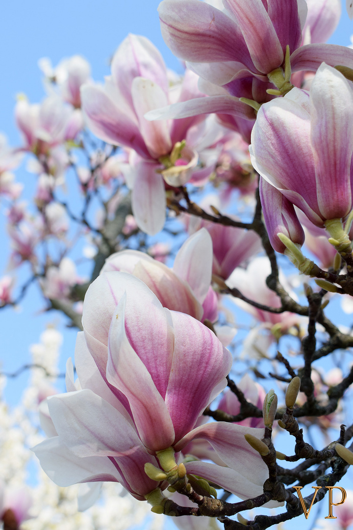 Frühling