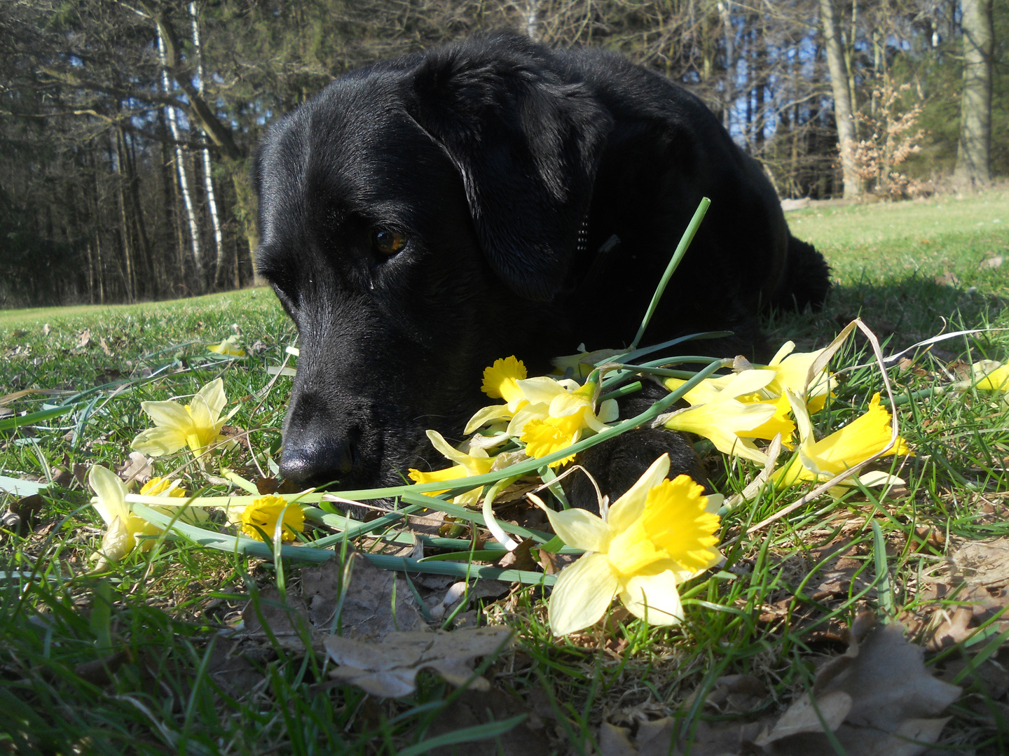 Frühling :)