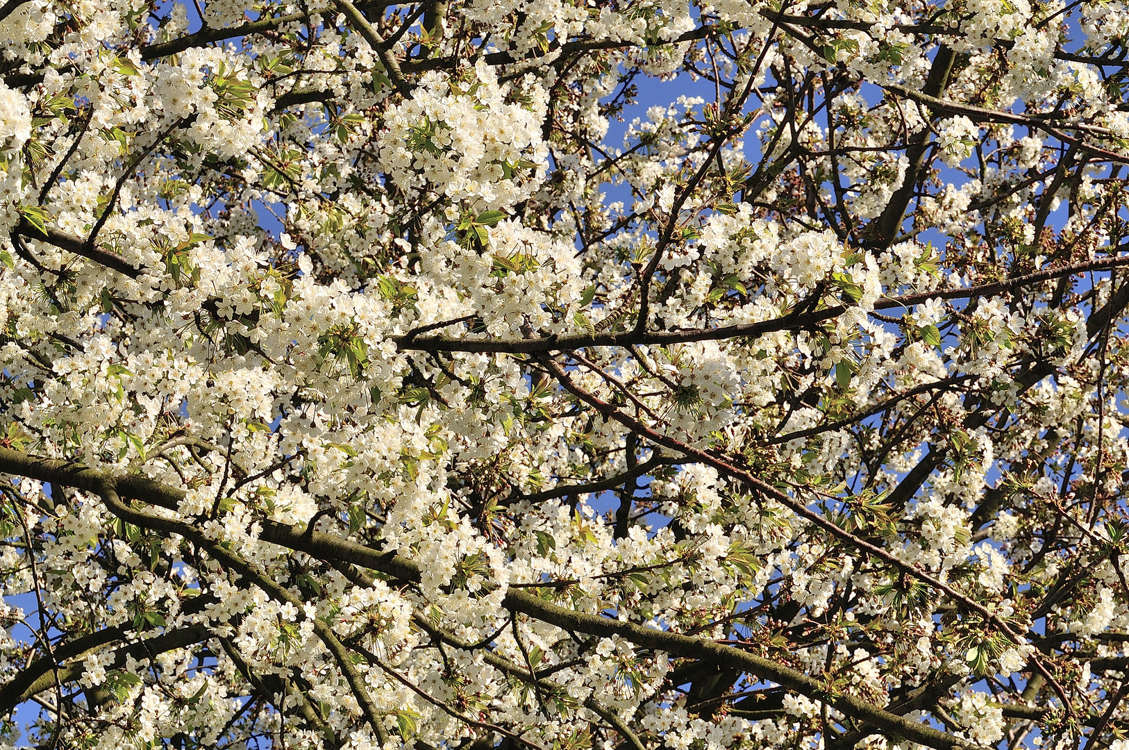 Frühling