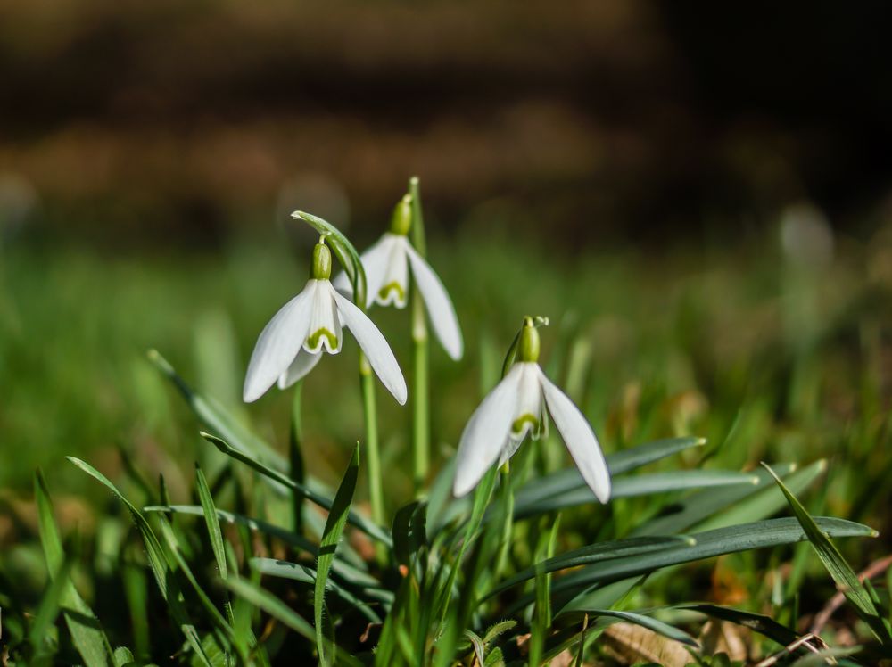 Frühling