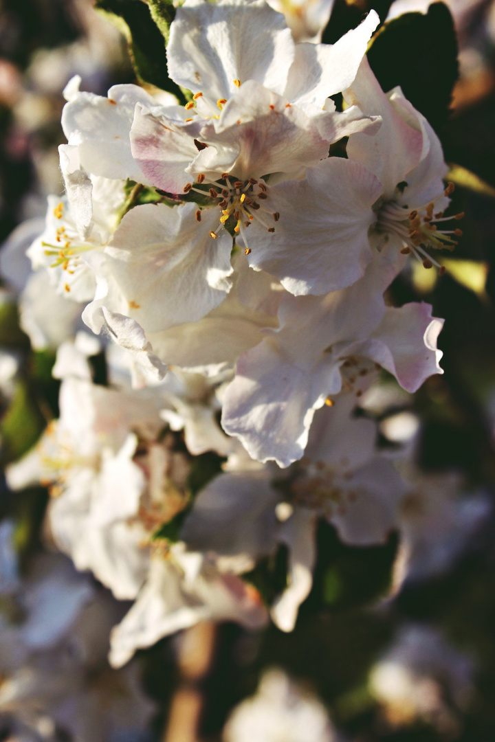 Frühling