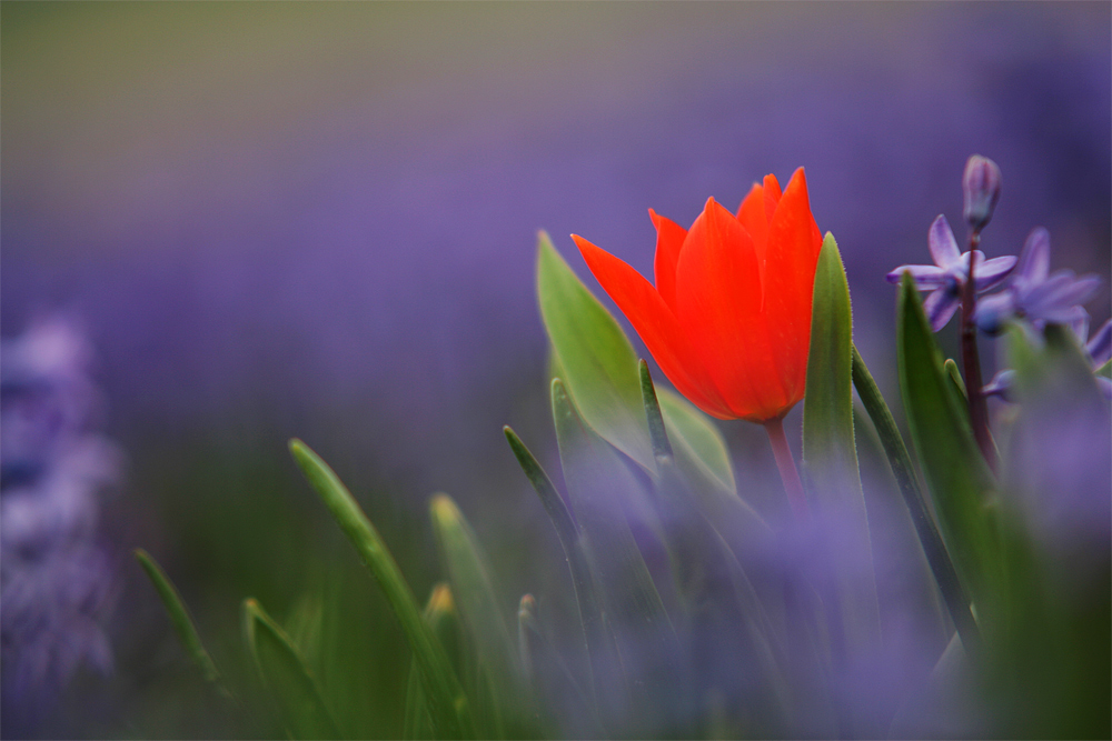 Frühling