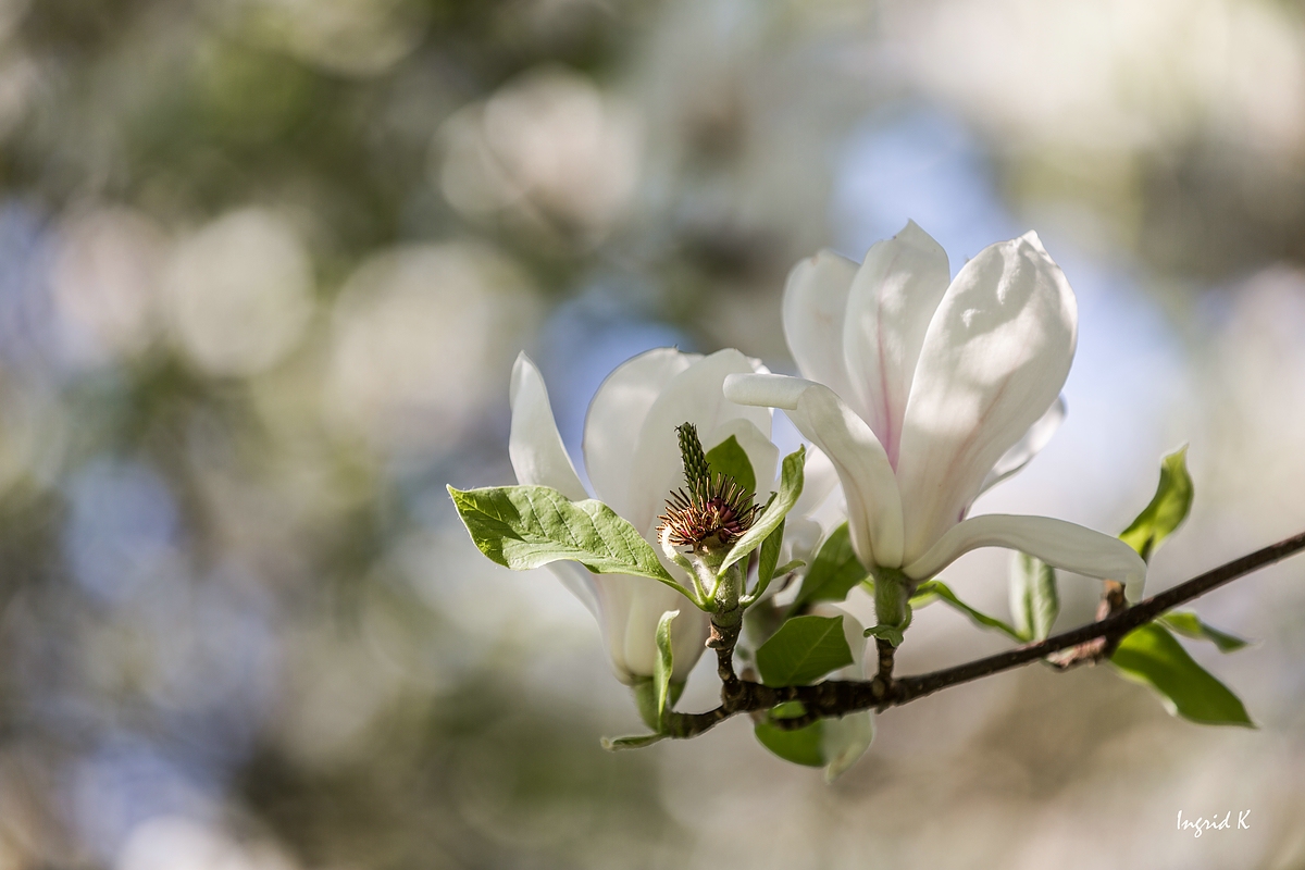 Frühling