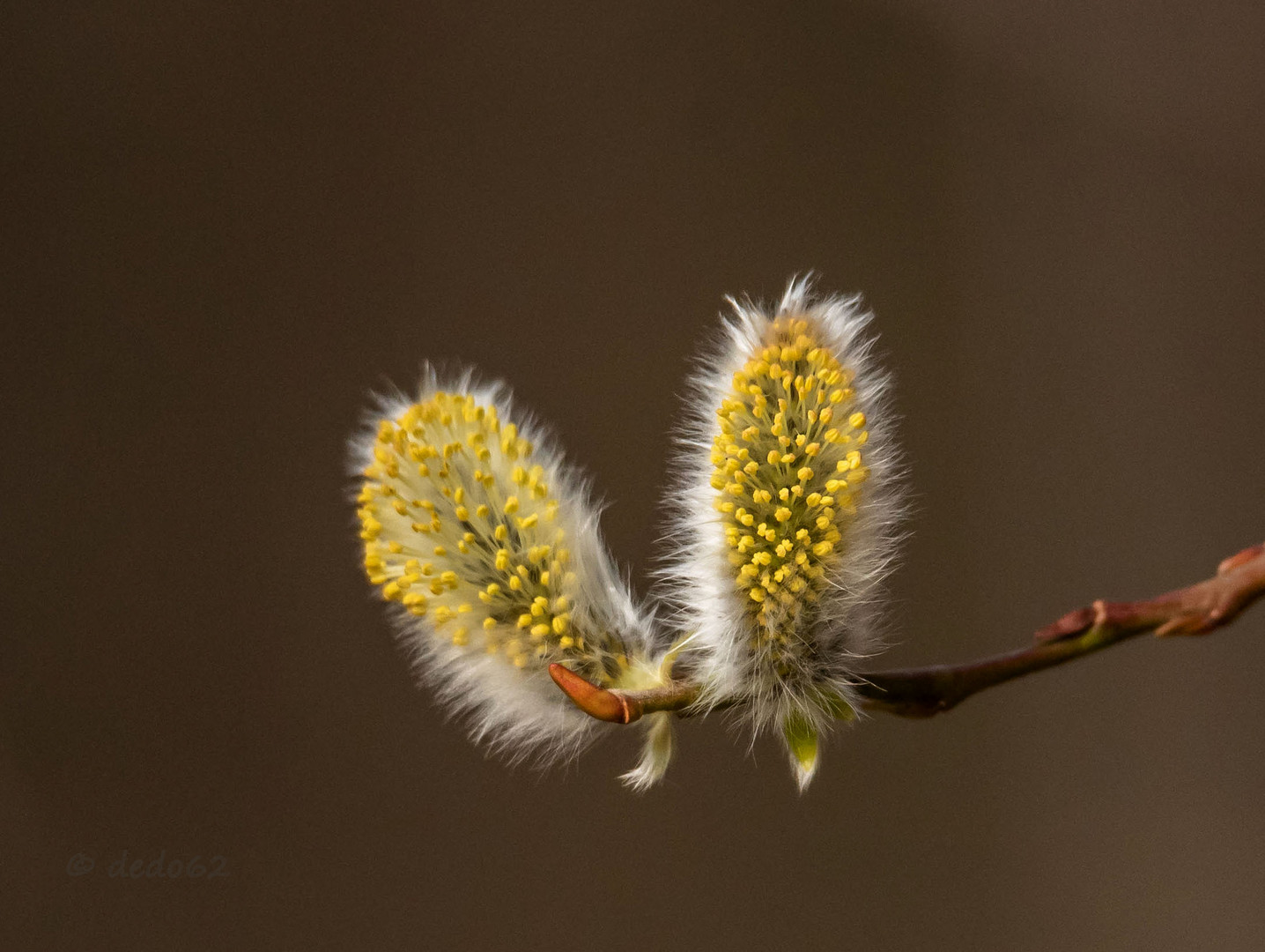 Frühling 