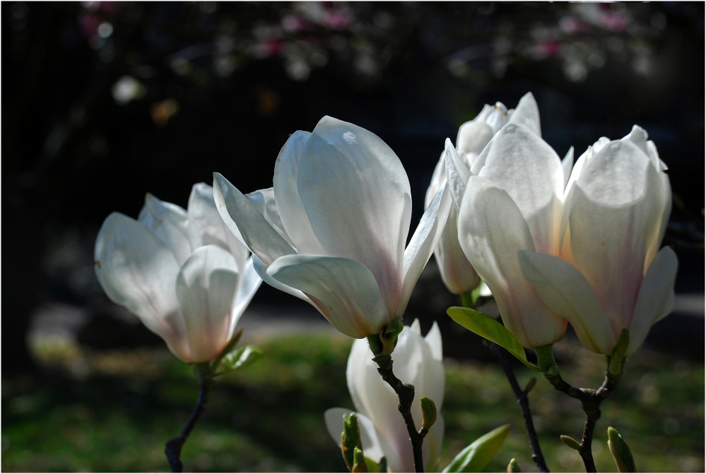 Frühling von Karin M. Herrling 