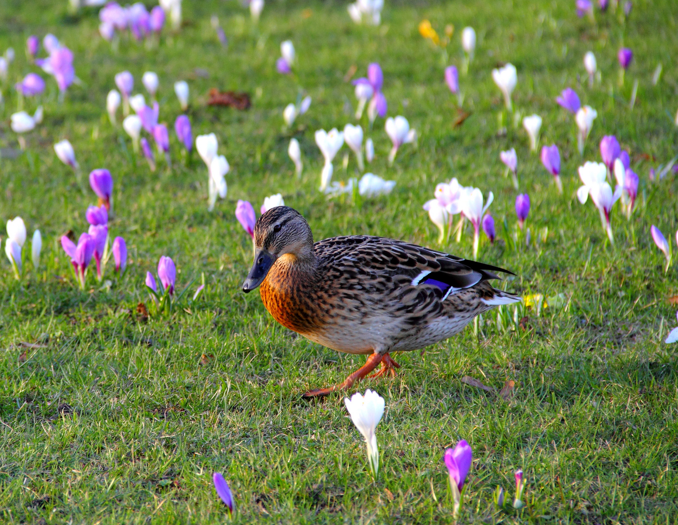 Frühling