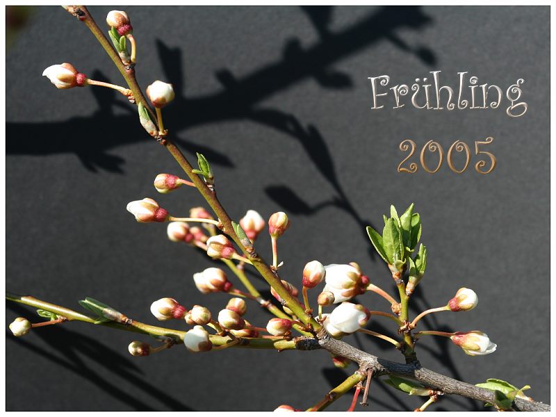 Frühling