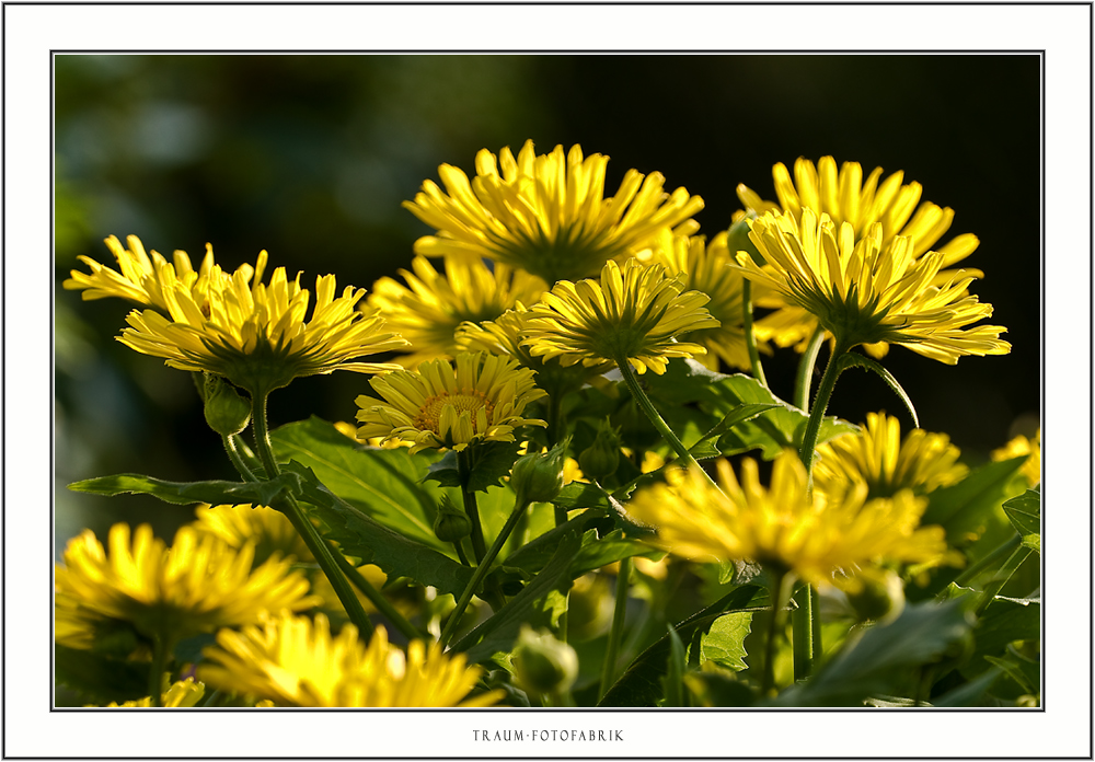 Frühling