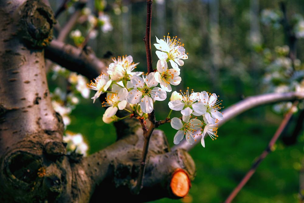 Frühling 