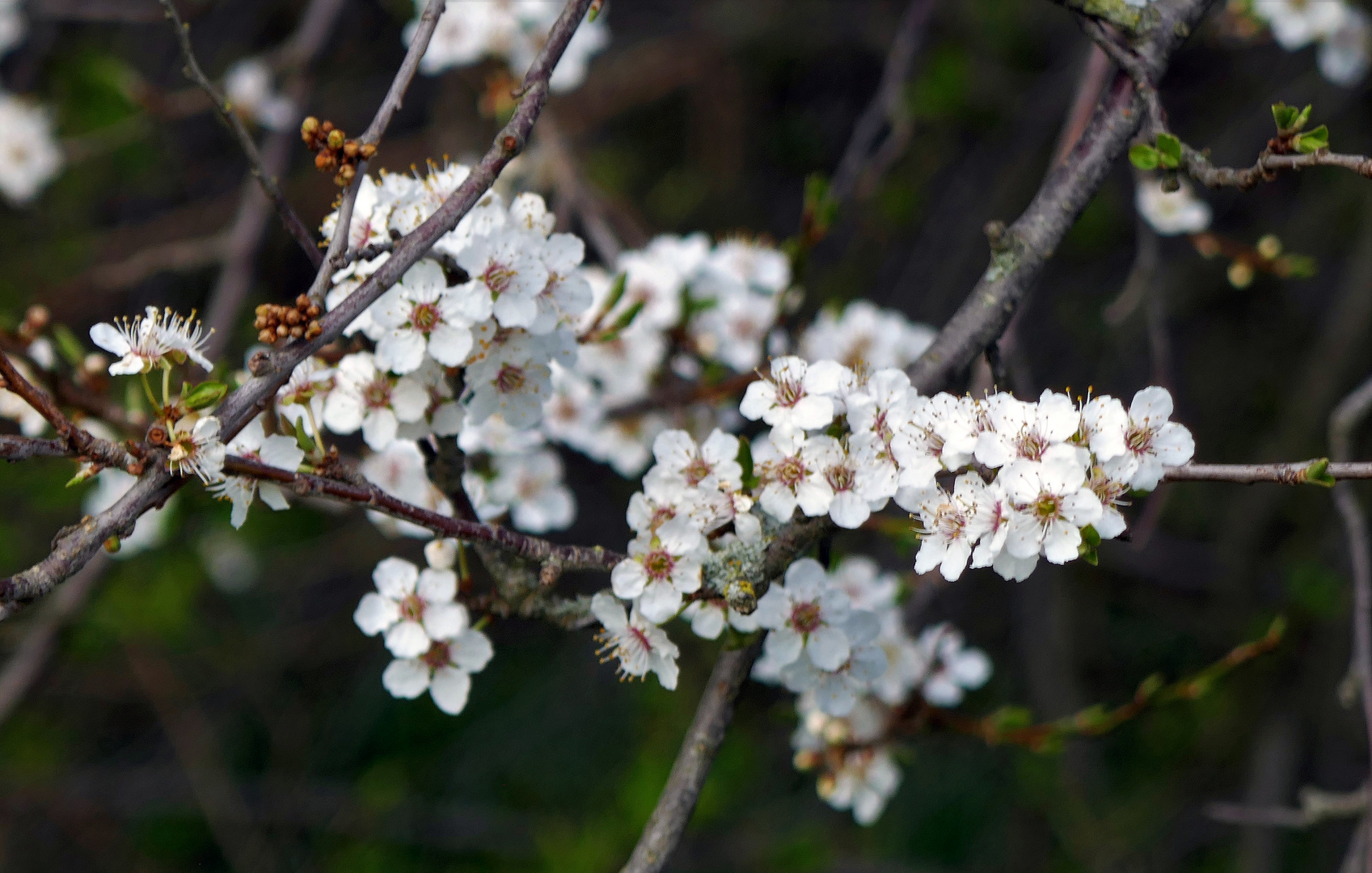 Frühling